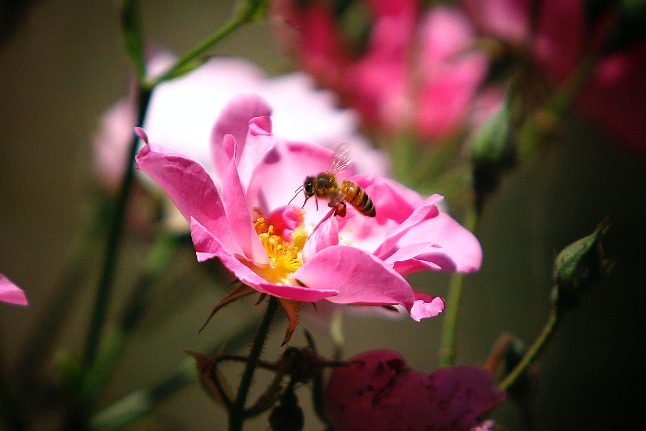 Alergia, primavera. Foto: Unsplash