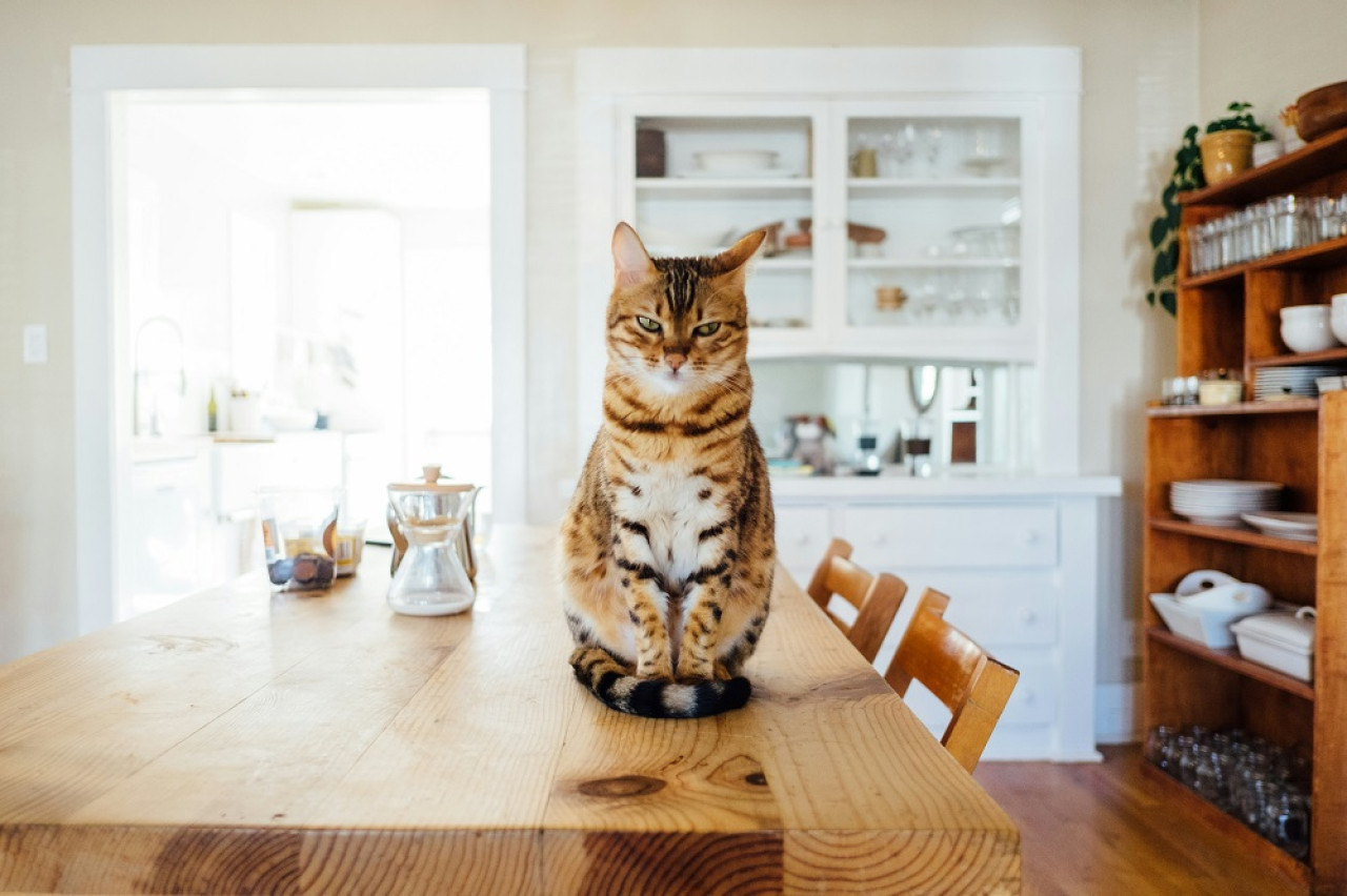 Expresiones faciales en gatos. Foto: Unsplash.